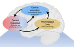 A data-driven network decomposition of the temporal, spatial, and spectral dynamics underpinning visual-verbal working memory processes.