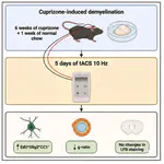 Transcranial alternating current stimulation at 10 Hz promotes oligodendrogenesis and reduces g-ratio after cuprizone-induced demyelination.